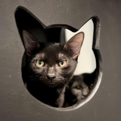 Joey, Adoptable, Kitten Male Domestic Short Hair.