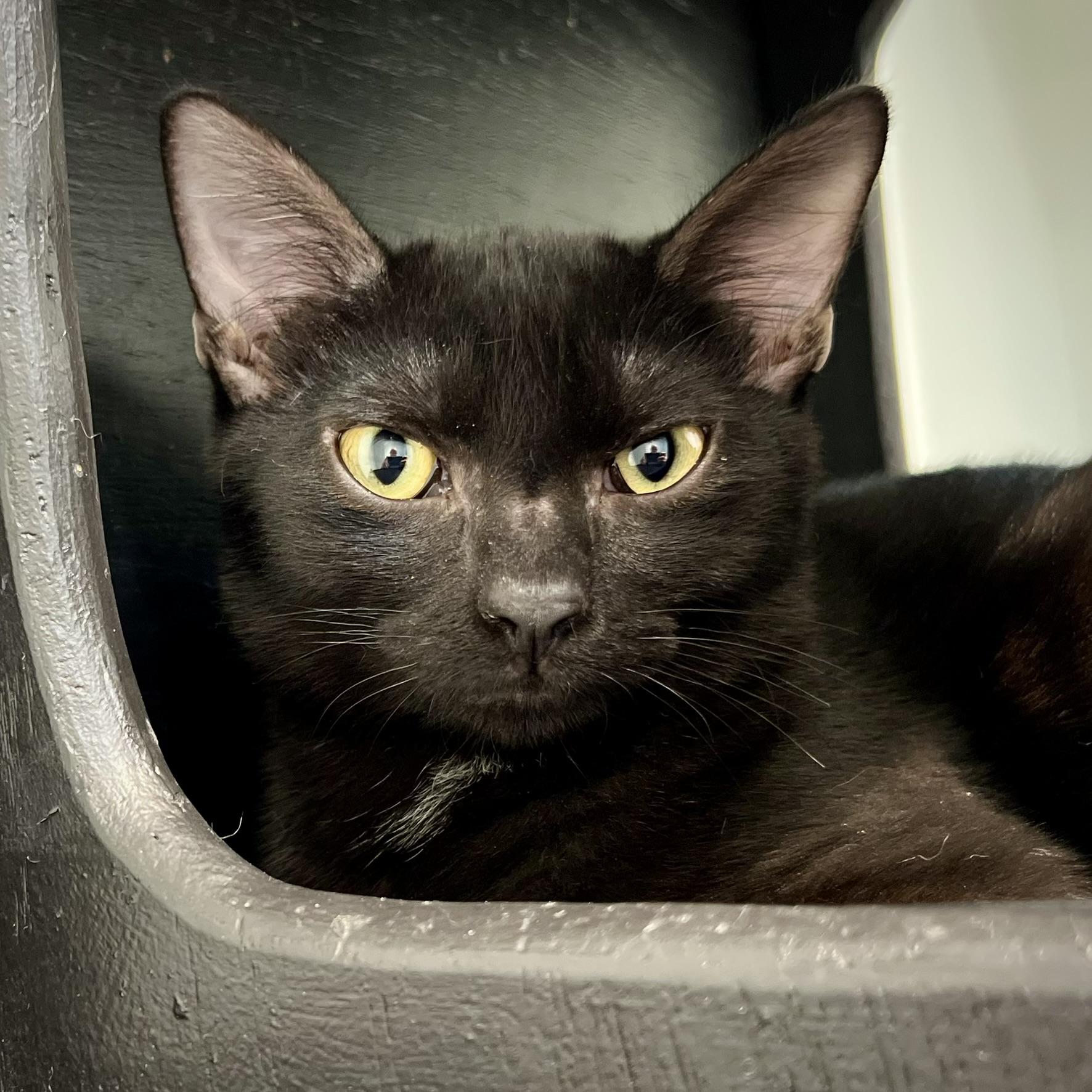 Joey, Adoptable, Kitten Male Domestic Short Hair.