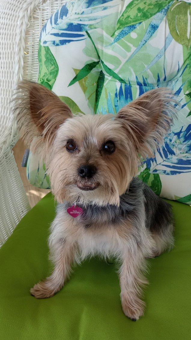 Enlarge Charlie, a Adopted Yorkshire Terrier in League City, TX image 1/6