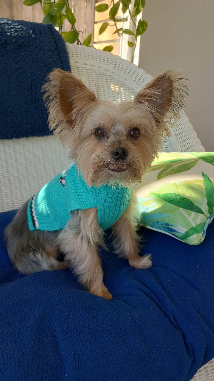 Enlarge Charlie, a Adopted Yorkshire Terrier in League City, TX image 2/6