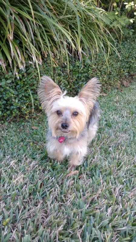 Enlarge Charlie, a Adopted Yorkshire Terrier in League City, TX image 3/6