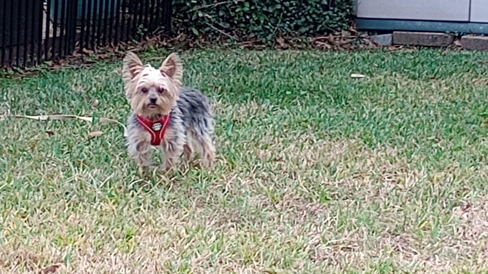 Charlie, Adopted, Adult Male Yorkshire Terrier.