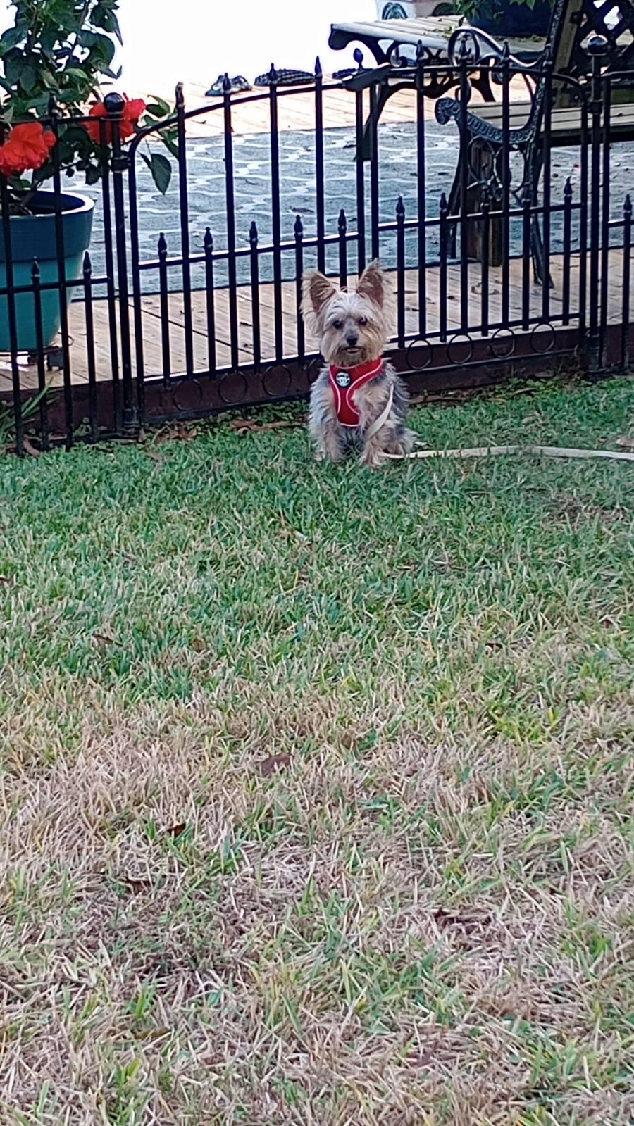 Charlie, Adopted, Adult Male Yorkshire Terrier.