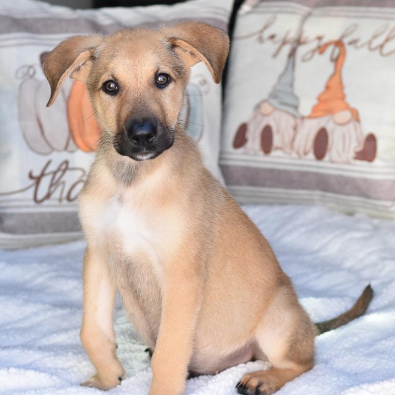 Malachi, Adoptable, Puppy Female Labrador Retriever & Mixed Breed.