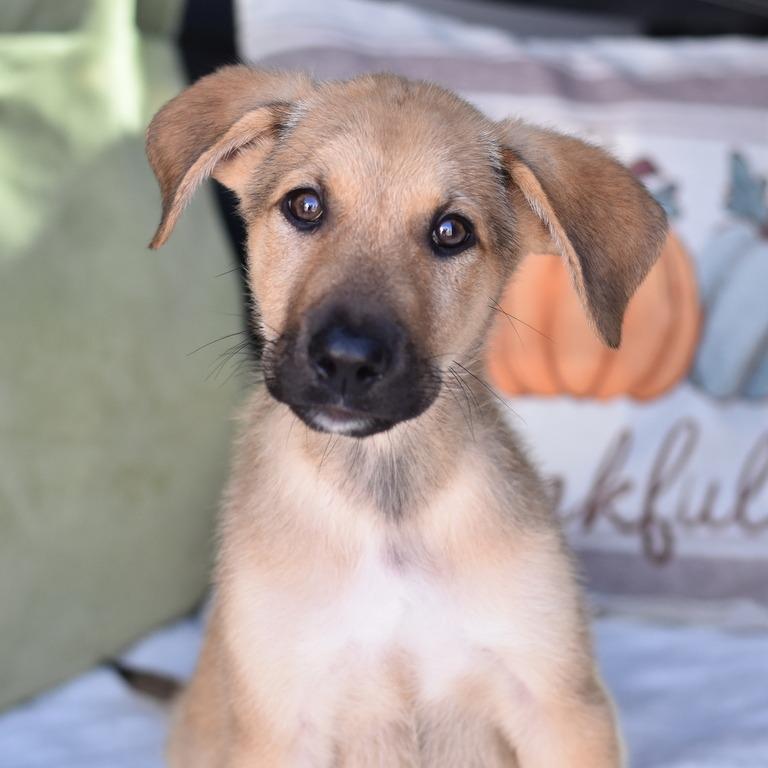 Enlarge Malachi, a Adoptable mixed breed in Cleveland, TX image 2/6