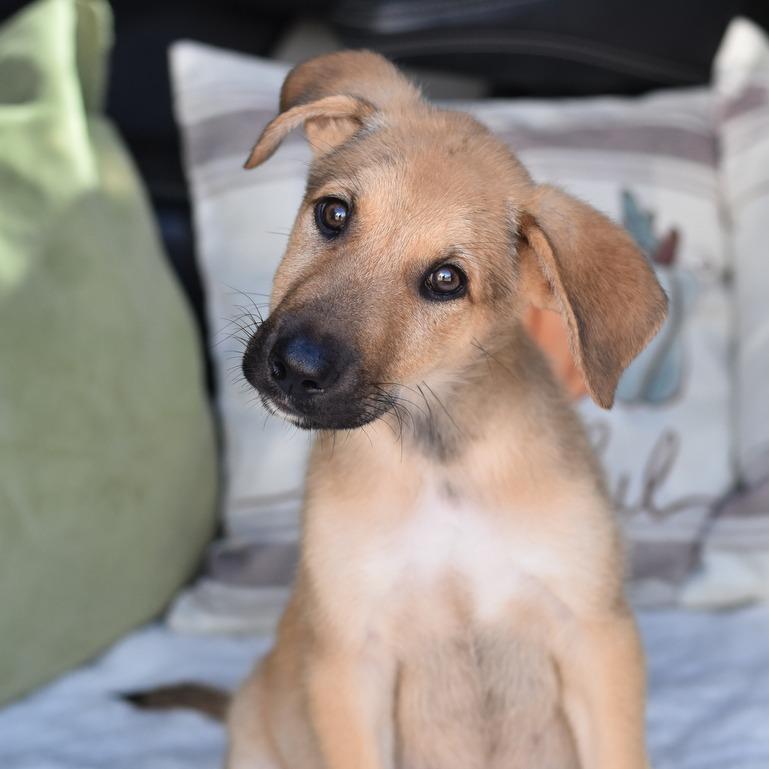 Enlarge Malachi, a Adoptable mixed breed in Cleveland, TX image 3/6