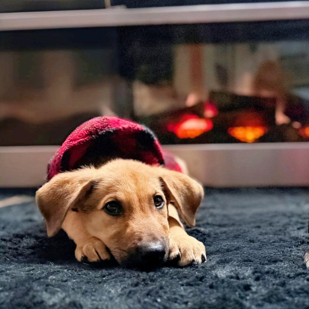 Enlarge Malachi, a Adoptable mixed breed in Cleveland, TX image 4/6