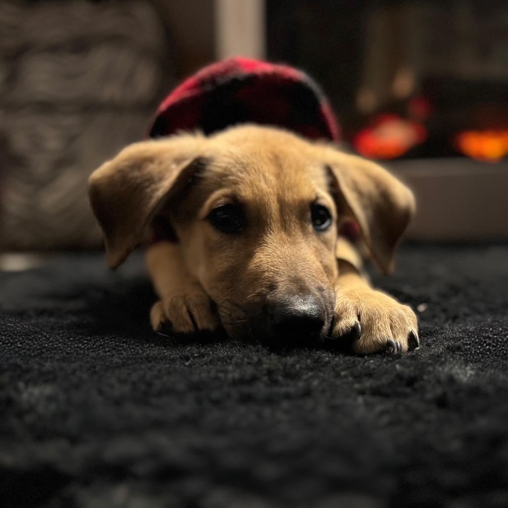 Enlarge Malachi, a Adoptable mixed breed in Cleveland, TX image 6/6