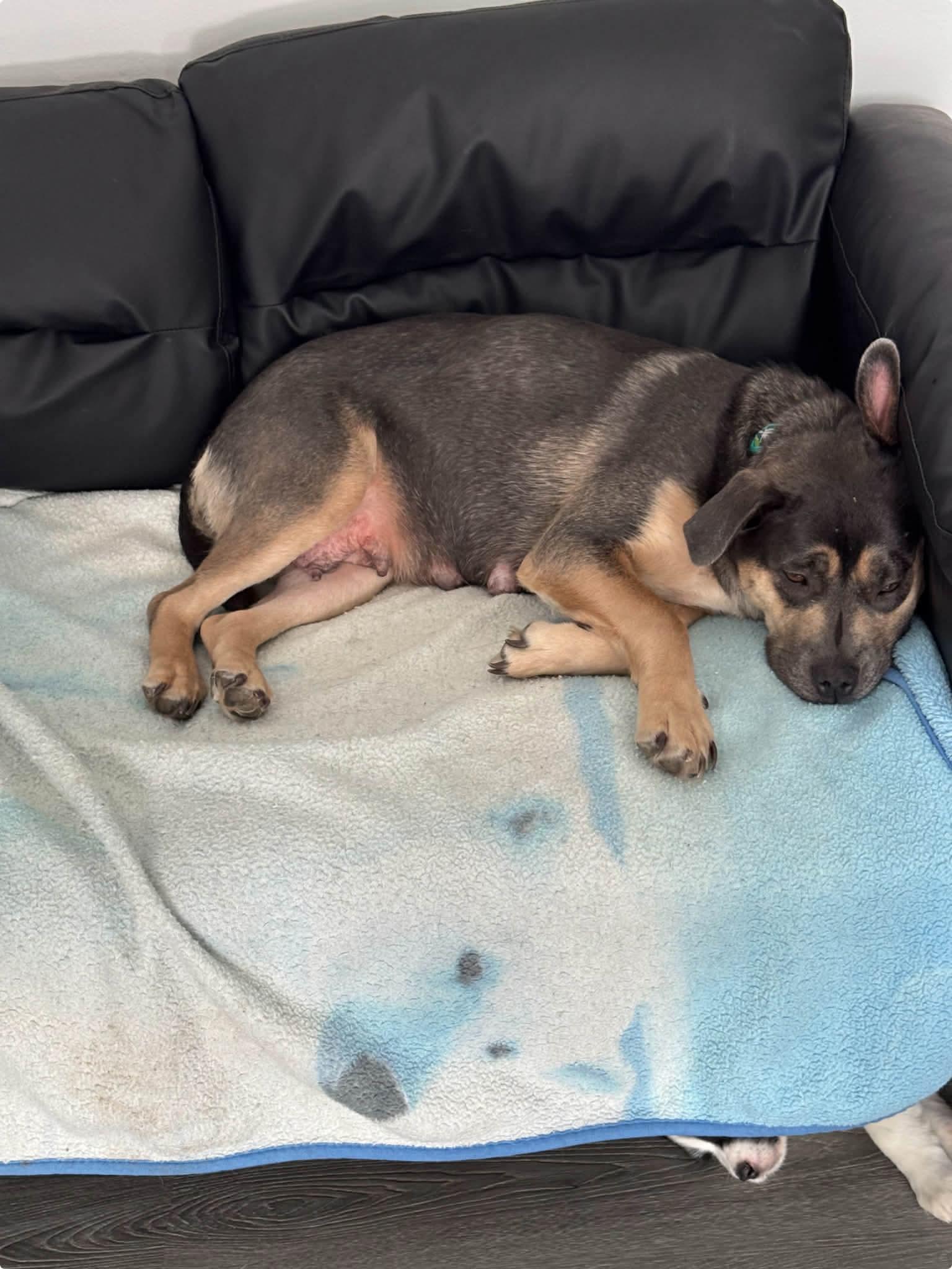 Sophie , a ADOPTABLE mixed breed in Winnipeg, MB image 2/2