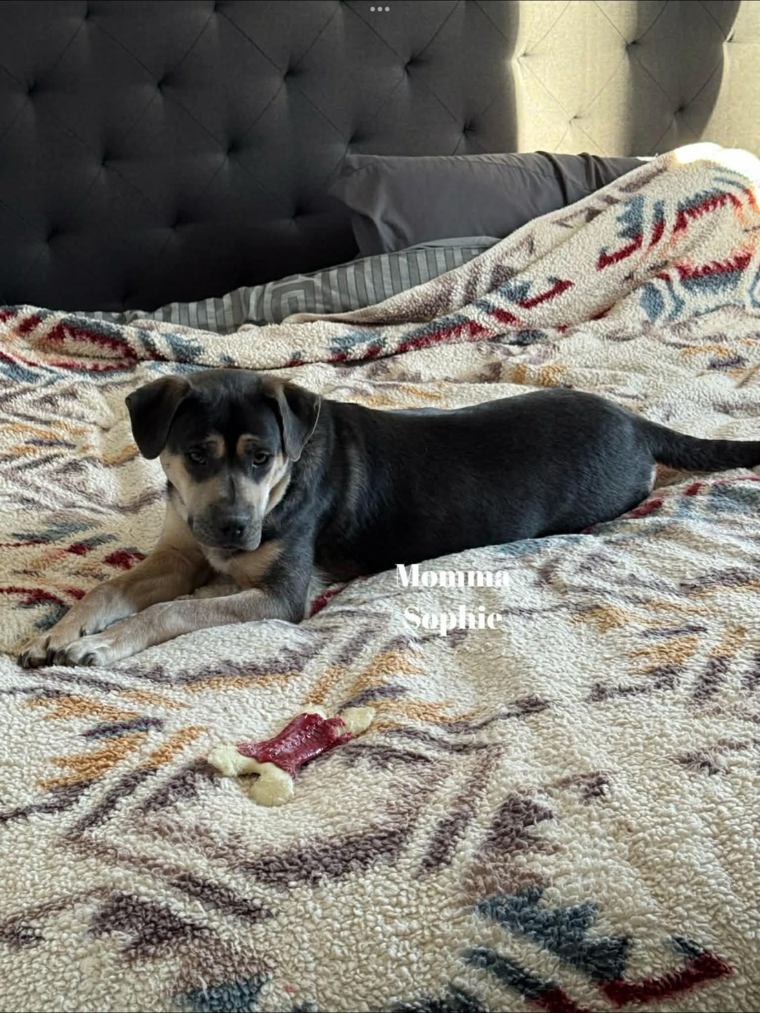 Sophie , a ADOPTABLE mixed breed in Winnipeg, MB image 1/2