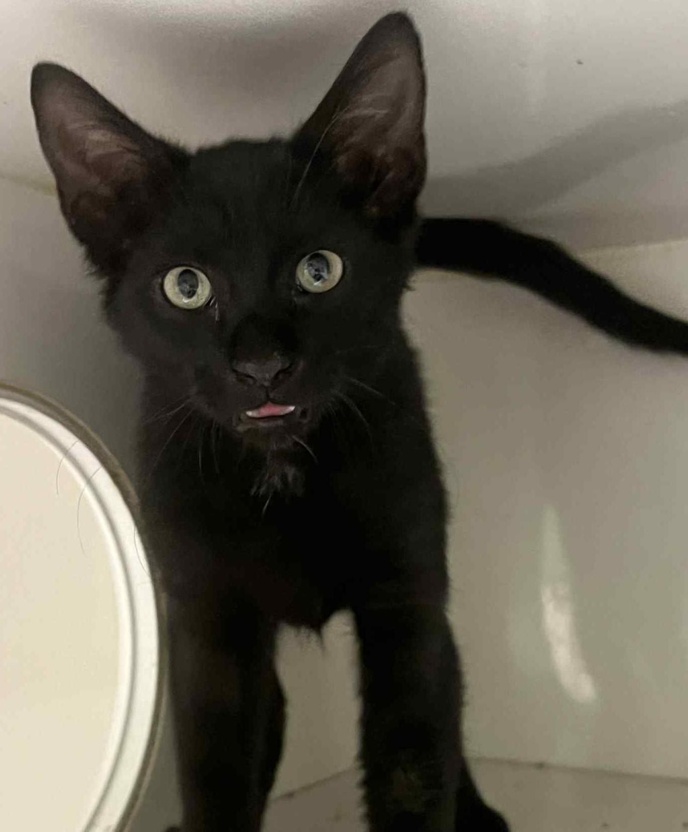 George, an adoptable Domestic Short Hair in Lampasas, TX, 76550 | Photo Image 1