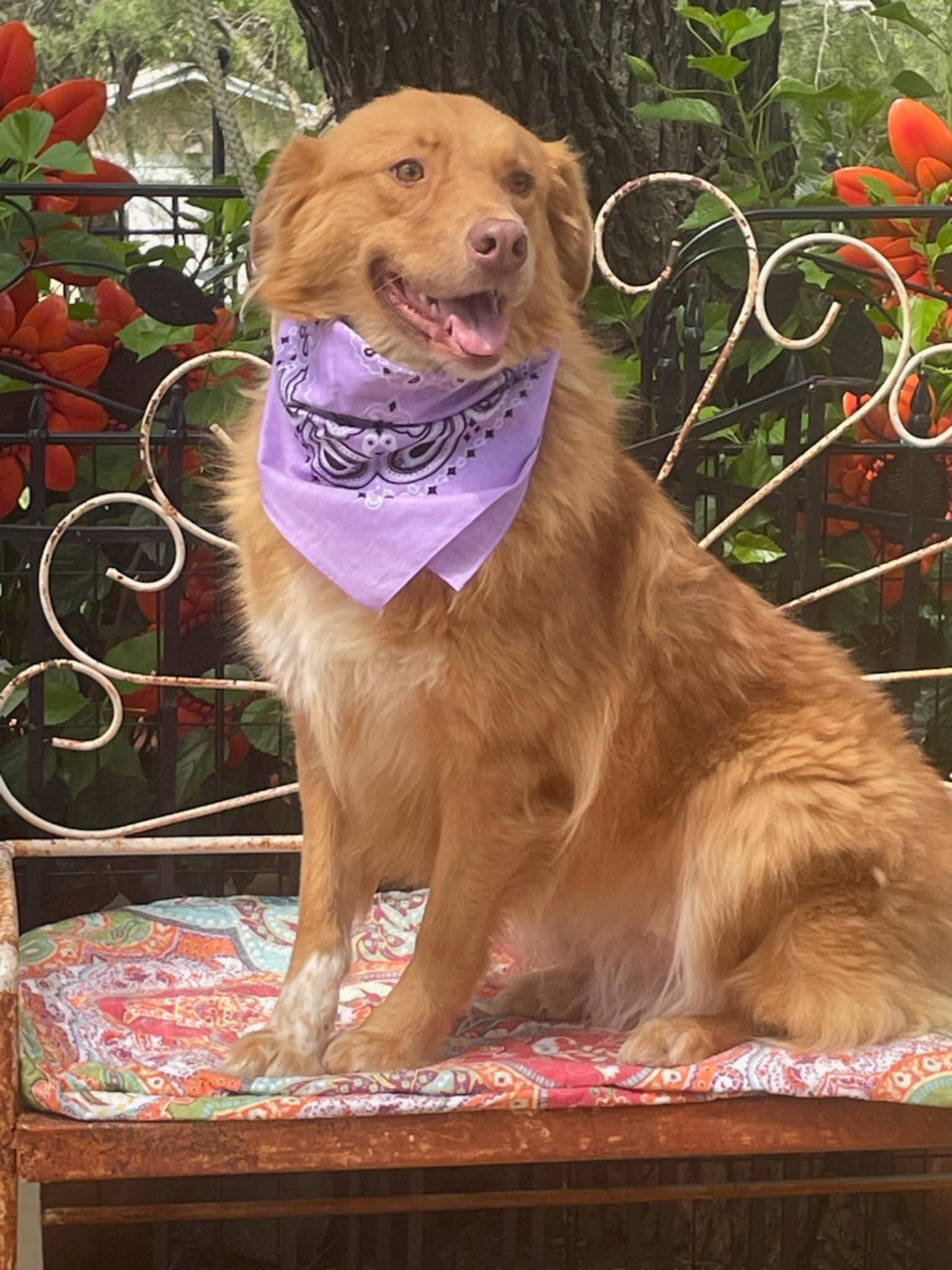 Dollie, an adoptable Australian Shepherd, Golden Retriever in Dallas, TX, 75313 | Photo Image 6