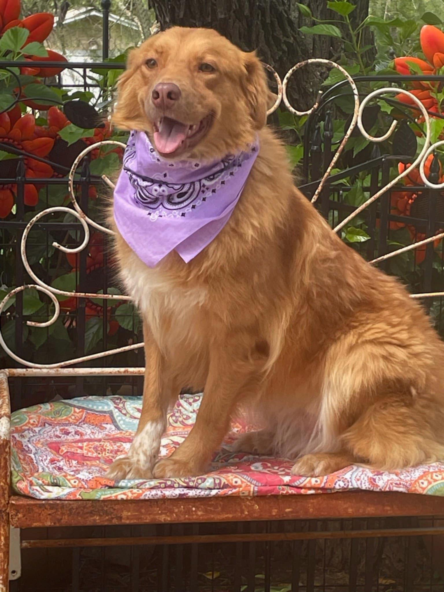 Dollie, an adoptable Australian Shepherd, Golden Retriever in Dallas, TX, 75313 | Photo Image 2