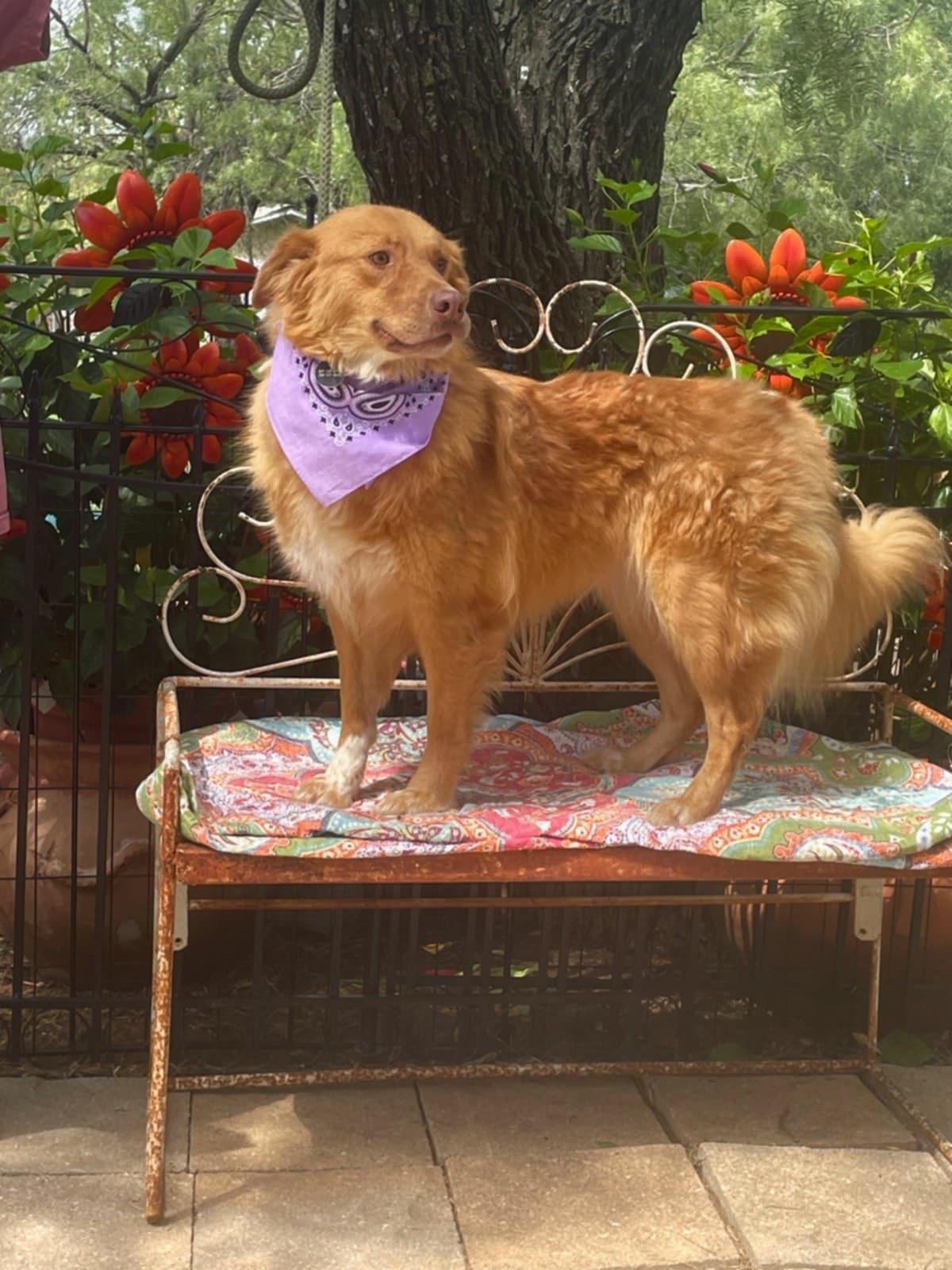 Dollie, an adoptable Australian Shepherd, Golden Retriever in Dallas, TX, 75313 | Photo Image 4