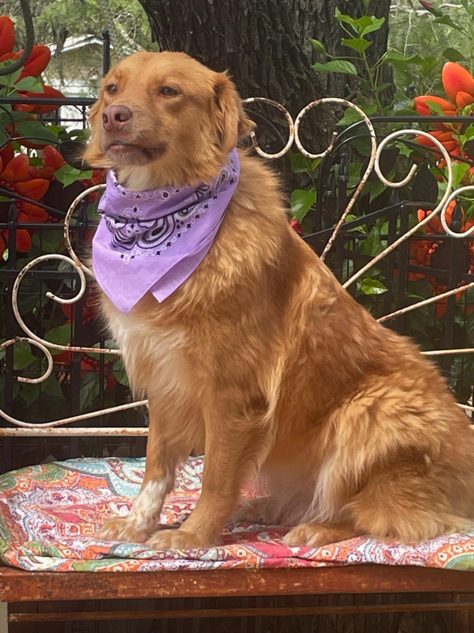 Dollie, an adoptable Australian Shepherd, Golden Retriever in Dallas, TX, 75313 | Photo Image 5