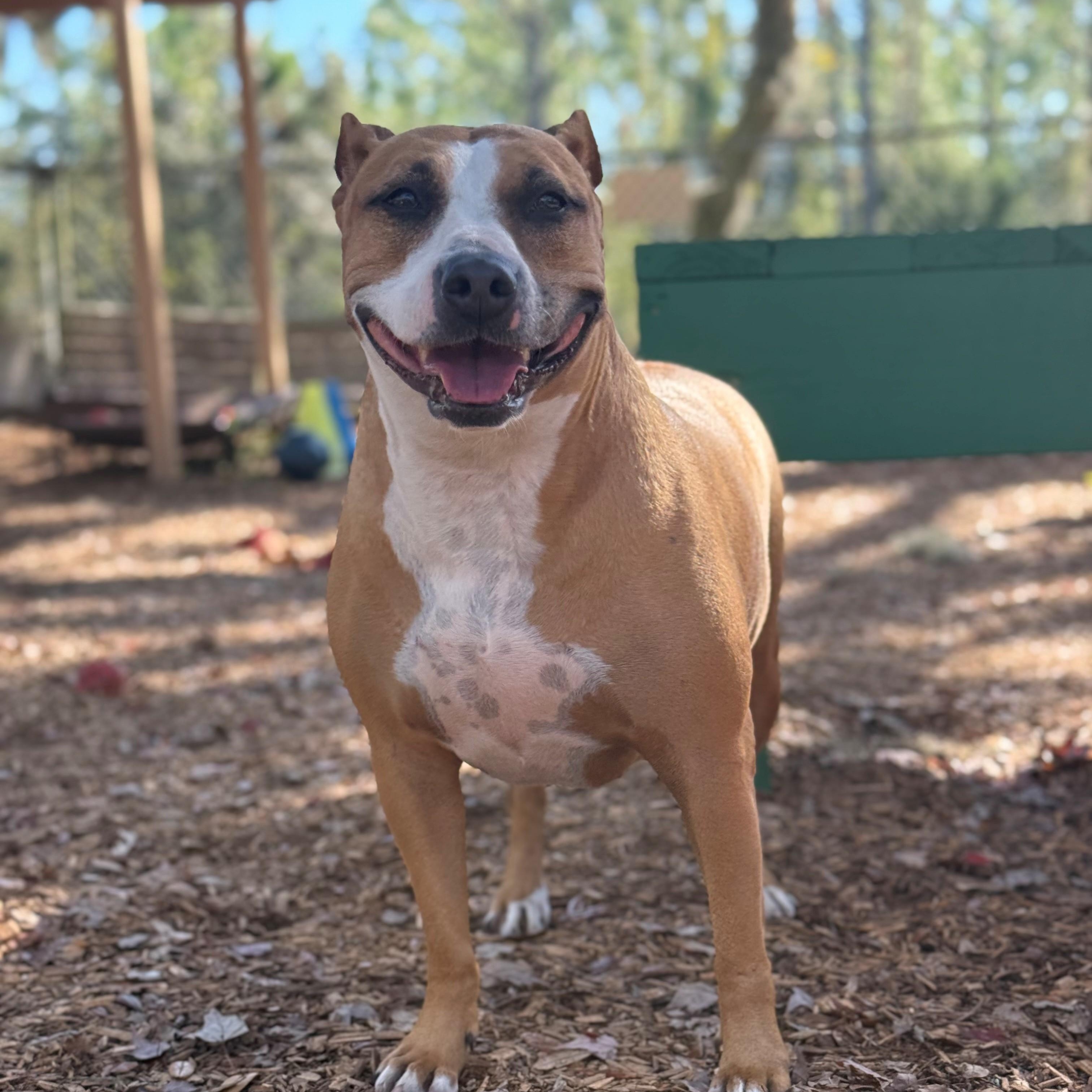 Enlarge Jupiter, a ADOPTABLE mixed breed in St. Augustine, FL image 1/3