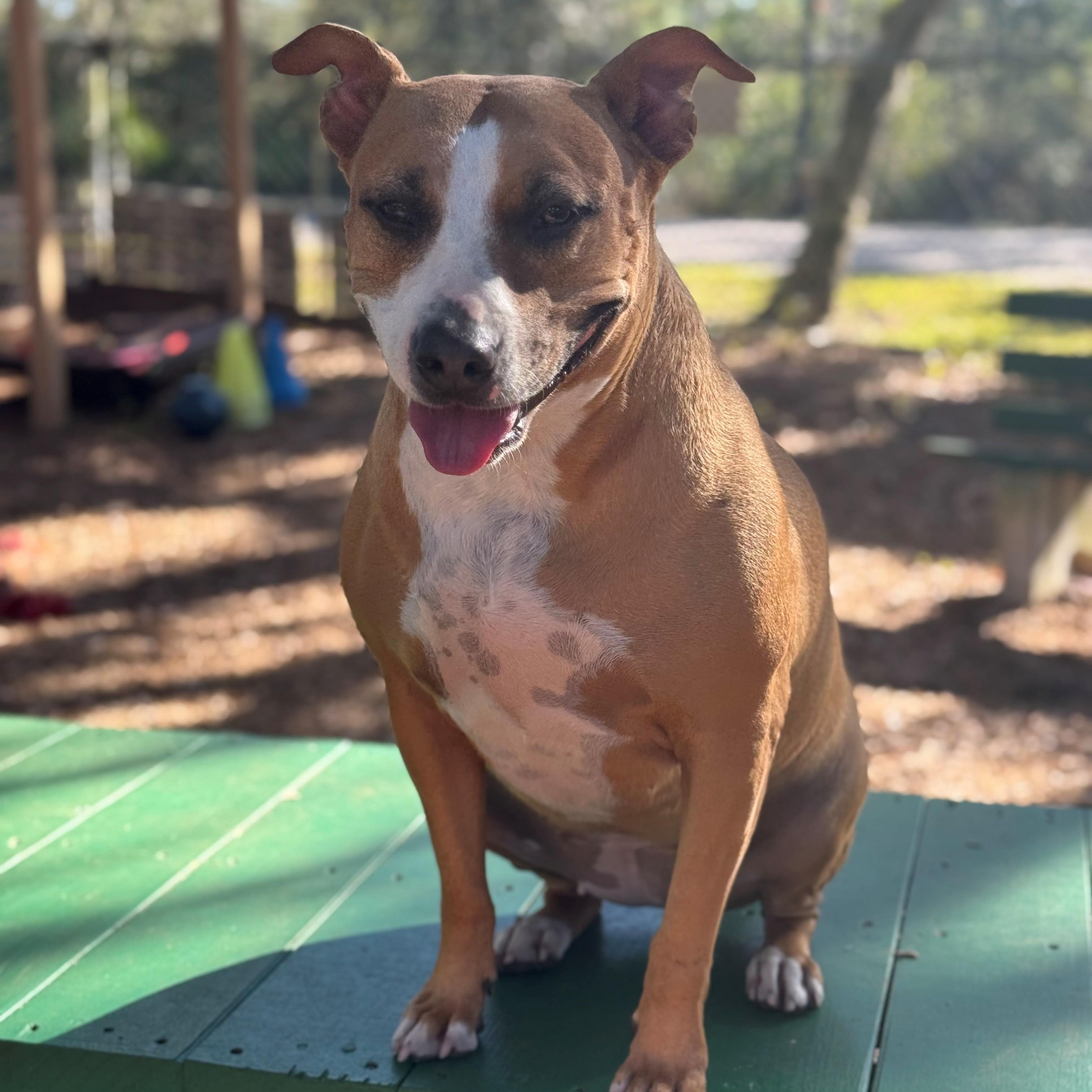 Enlarge Jupiter, a ADOPTABLE mixed breed in St. Augustine, FL image 2/3