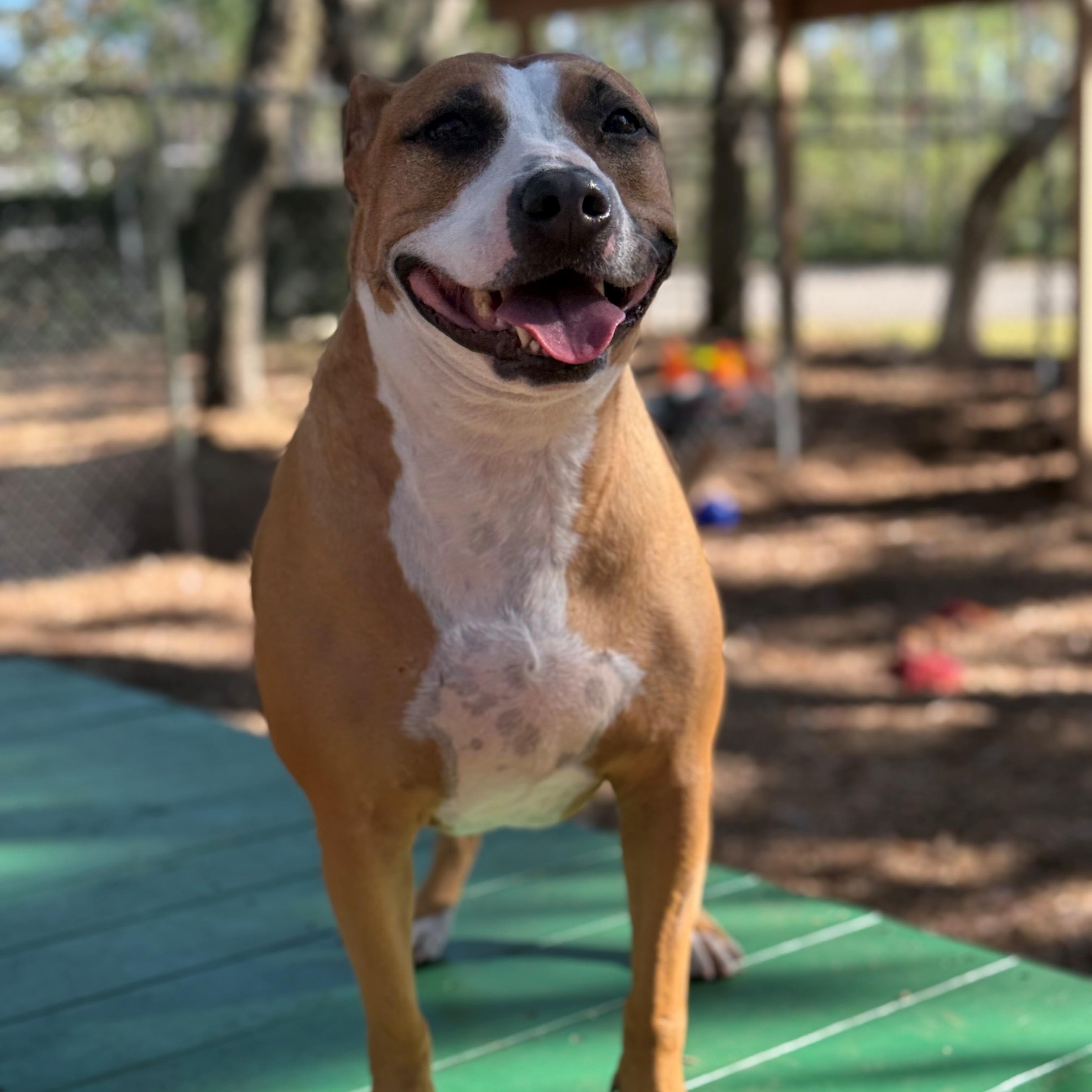 Enlarge Jupiter, a ADOPTABLE mixed breed in St. Augustine, FL image 3/3
