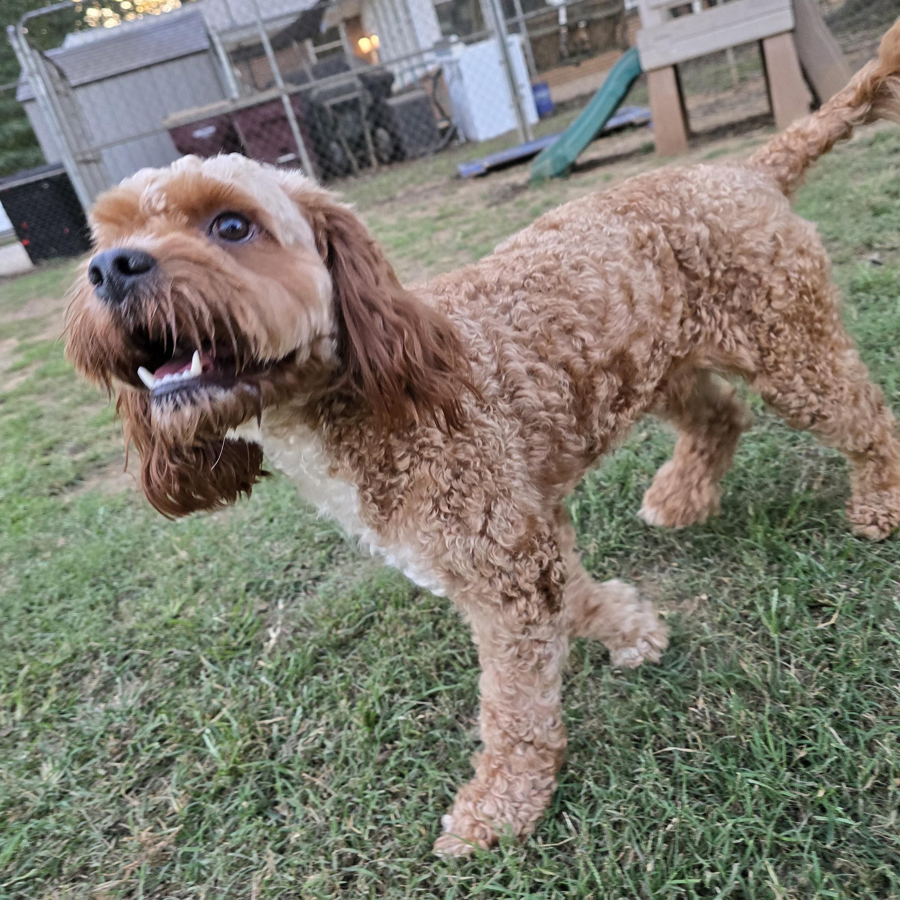 Indy, an adoptable Cavapoo in Athens, AL, 35611 | Photo Image 4