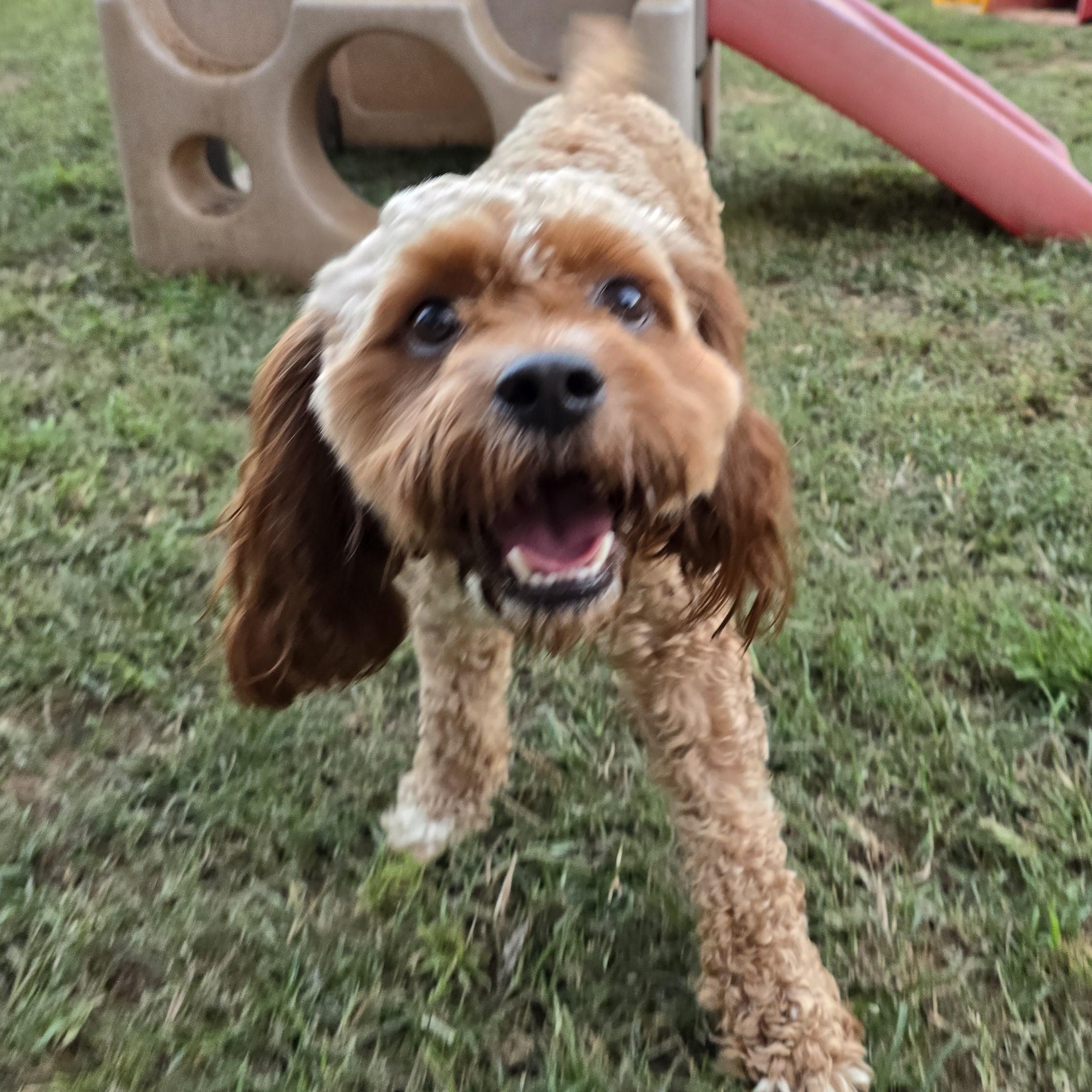 Indy, an adoptable Cavapoo in Athens, AL, 35611 | Photo Image 5