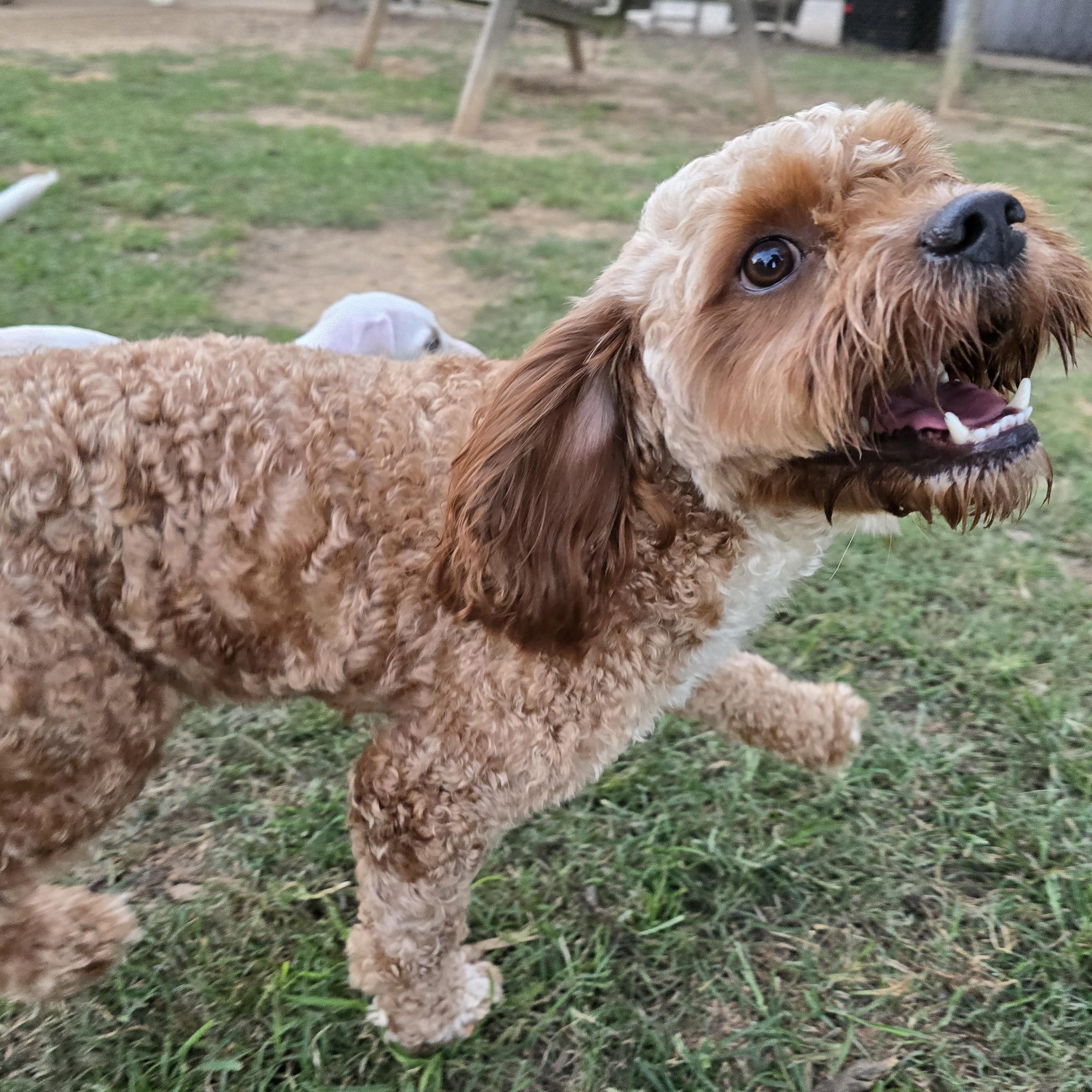 Indy, an adoptable Cavapoo in Athens, AL, 35611 | Photo Image 1