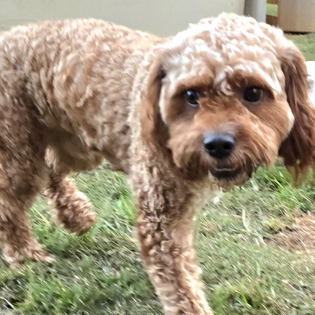 Indy, an adoptable Cavapoo in Athens, AL, 35611 | Photo Image 2