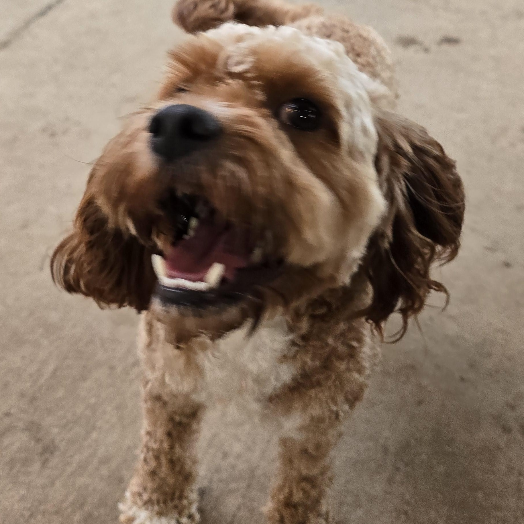 Indy, an adoptable Cavapoo in Athens, AL, 35611 | Photo Image 6