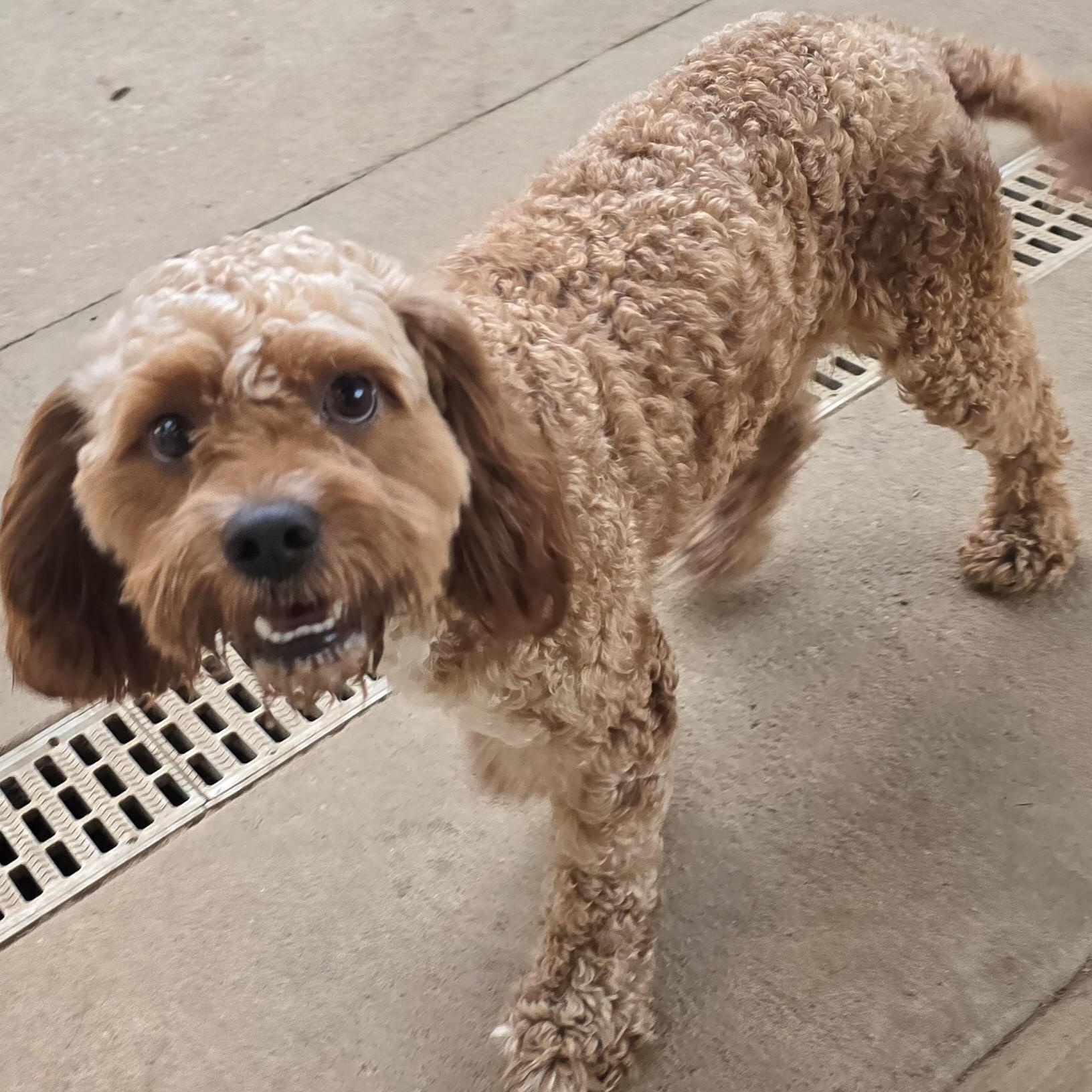 Indy, an adoptable Cavapoo in Athens, AL, 35611 | Photo Image 3