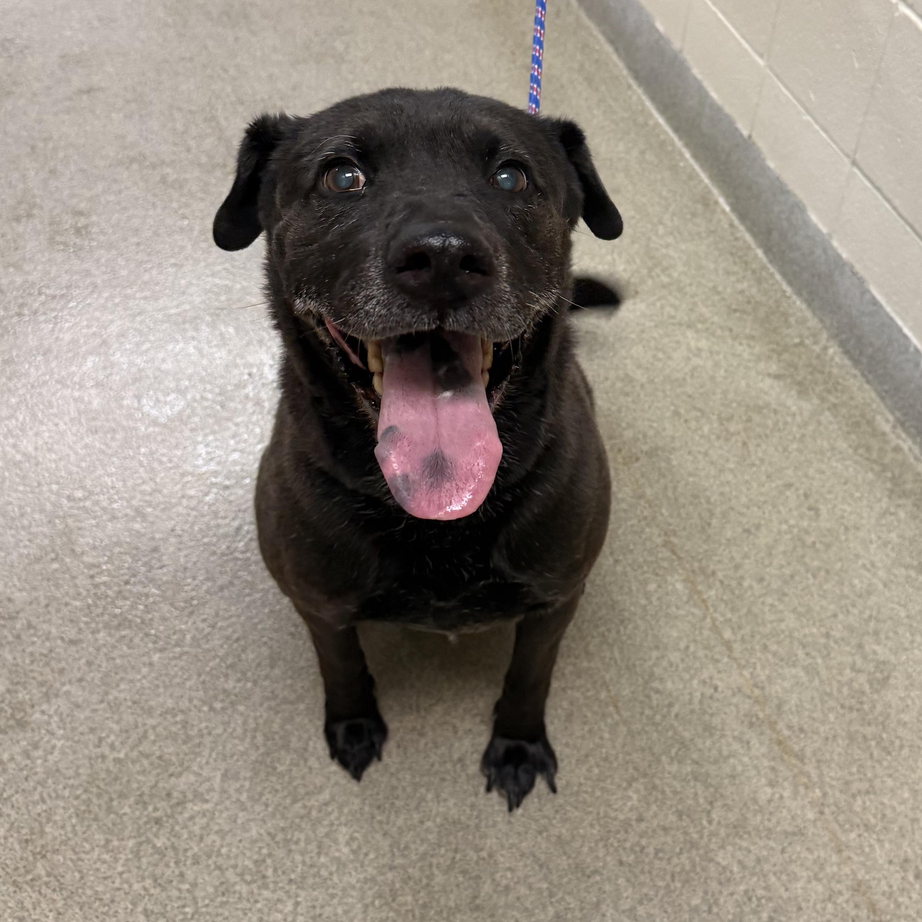 Lady, ADOPTABLE, Senior Female Black Labrador Retriever.