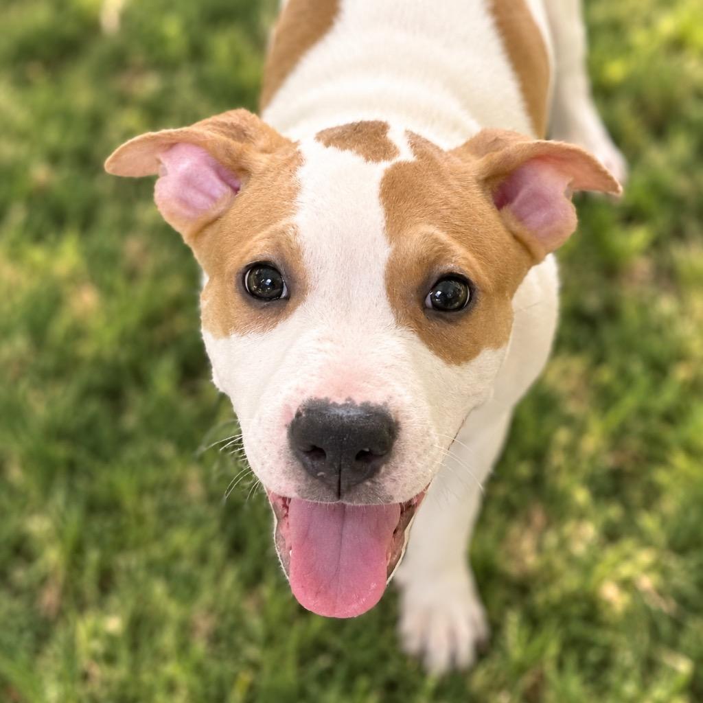 Zipper, Adopted, Puppy Female Pit Bull Terrier.
