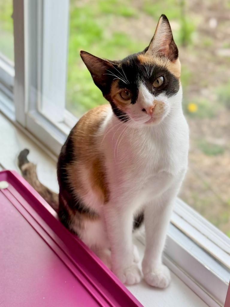 Miracle, Adoptable, Kitten Female Domestic Short Hair.