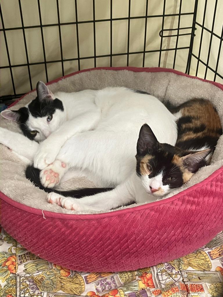 Enlarge Miracle, a Adoptable mixed breed in Lunenburg, MA image 2/3