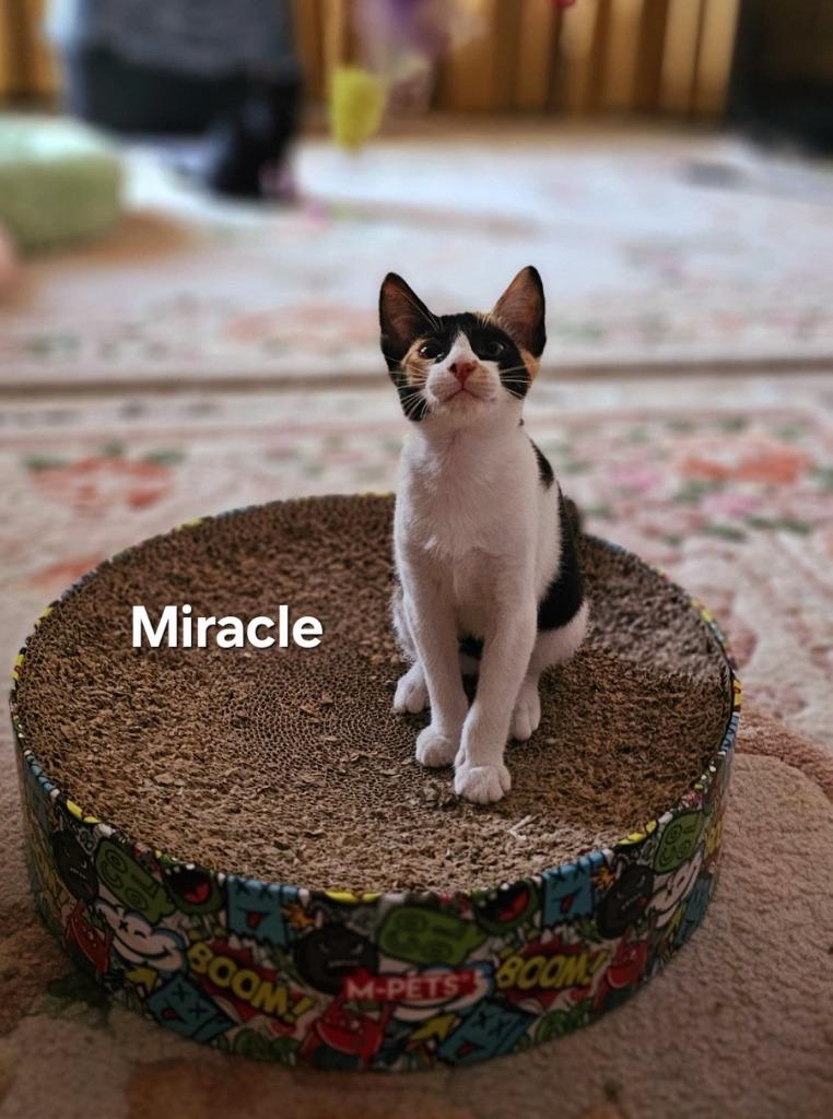 Enlarge Miracle, a Adoptable mixed breed in Lunenburg, MA image 3/3