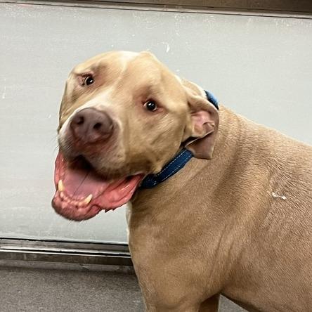 Enlarge Gustavus, a Adoptable mixed breed in Baltimore, MD image 1/2