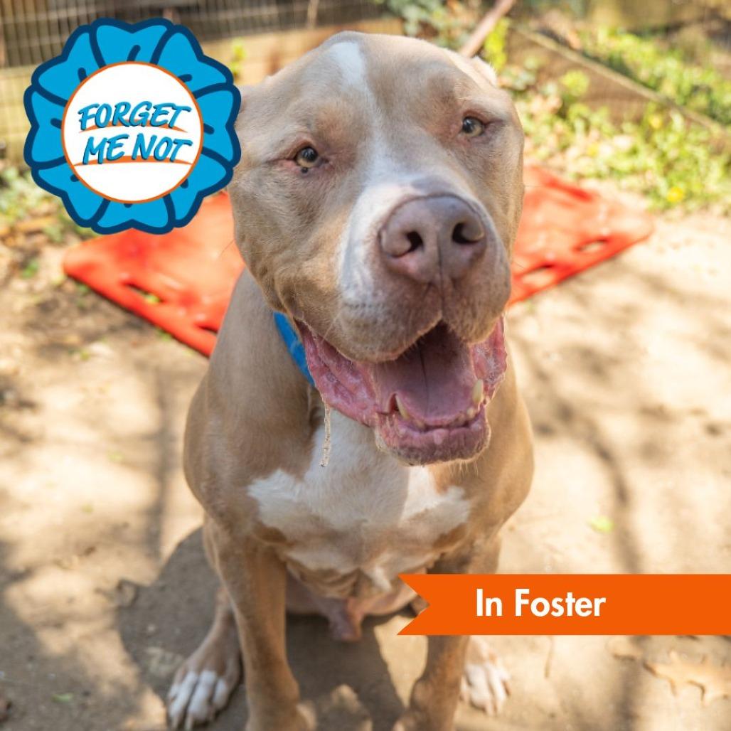 Enlarge Gustavus, a Adoptable mixed breed in Baltimore, MD image 2/2