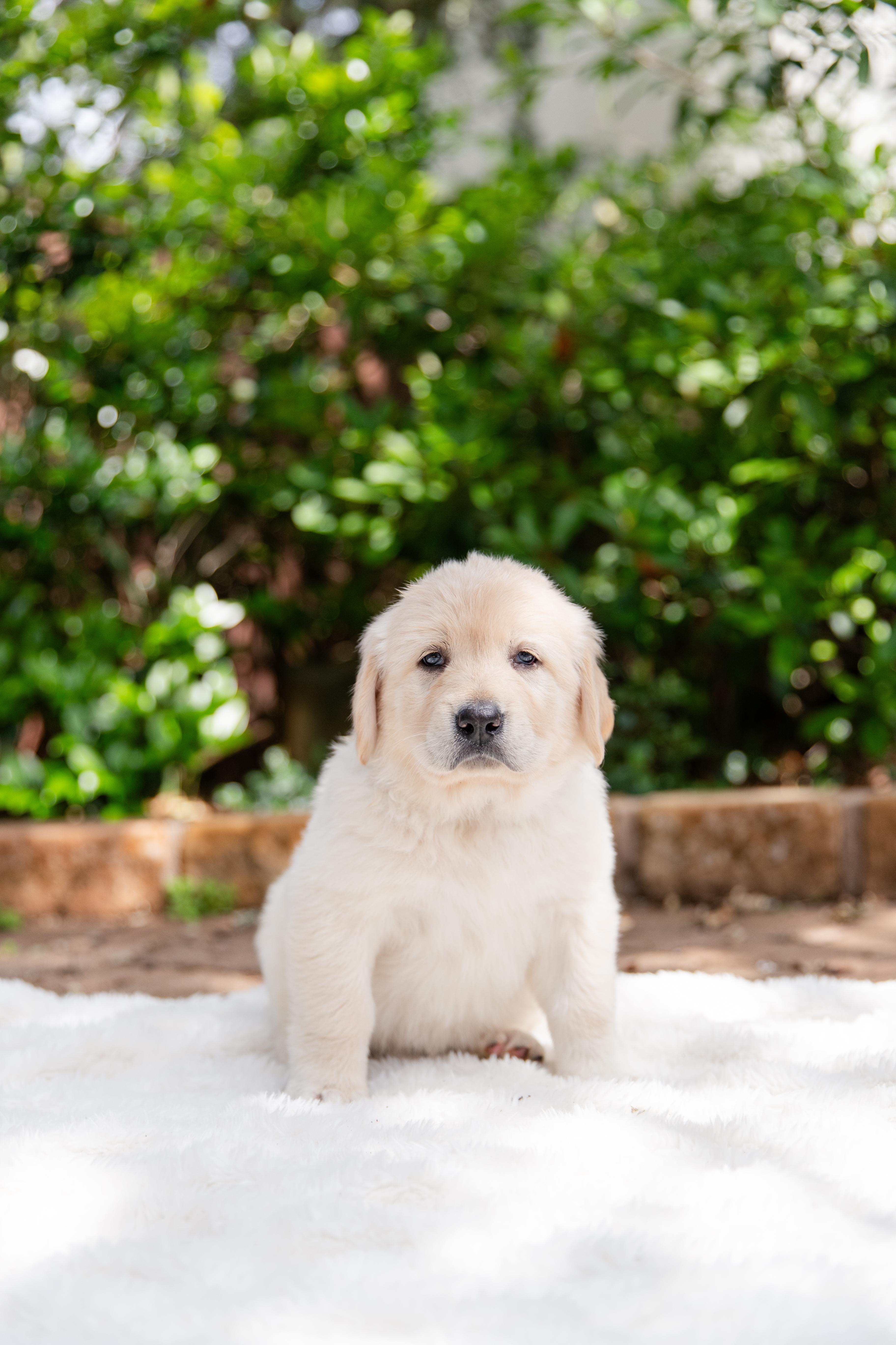 Garfield, an adopted mixed breed in Pflugerville, TX image 1/4