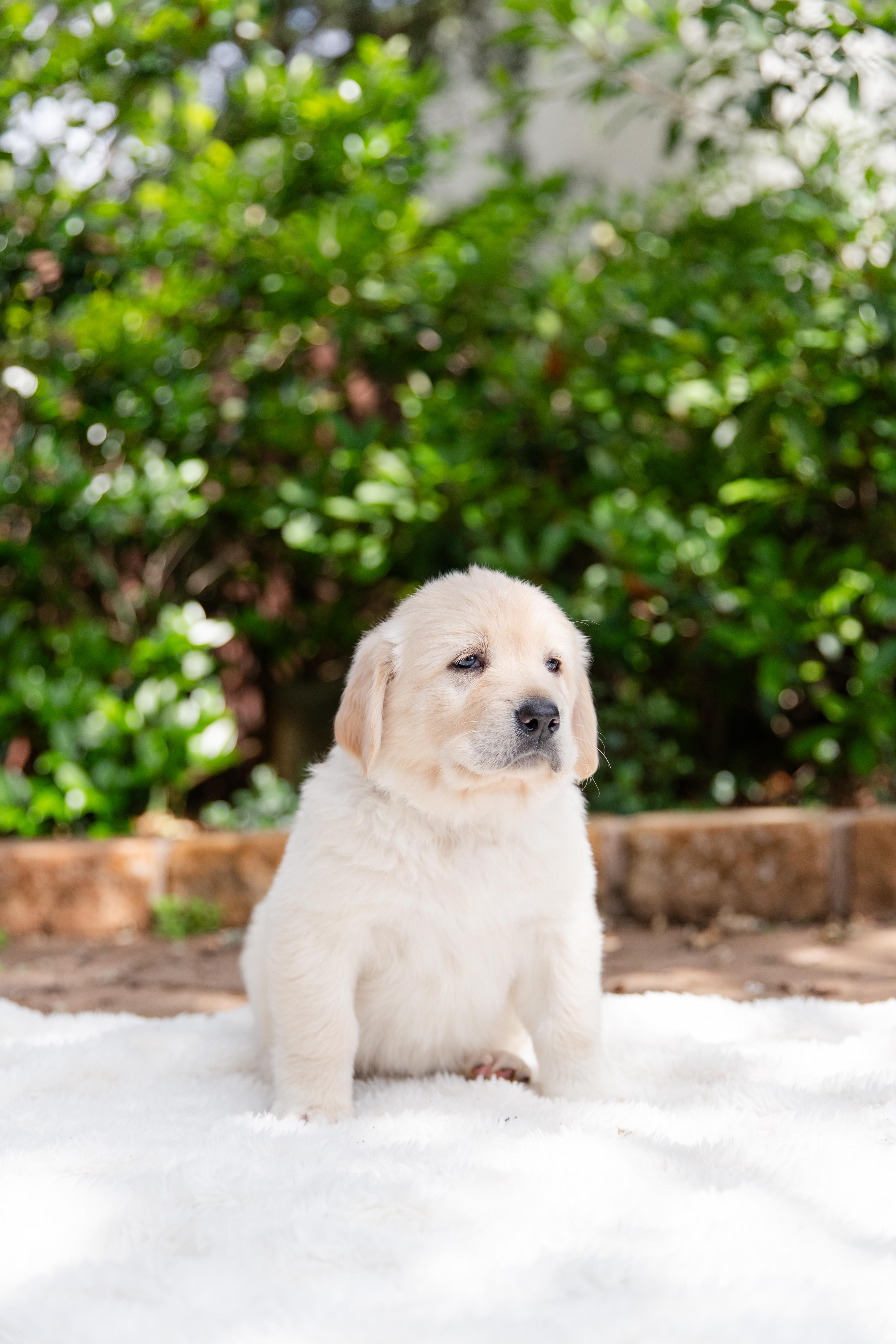Garfield, an adopted mixed breed in Pflugerville, TX image 3/4