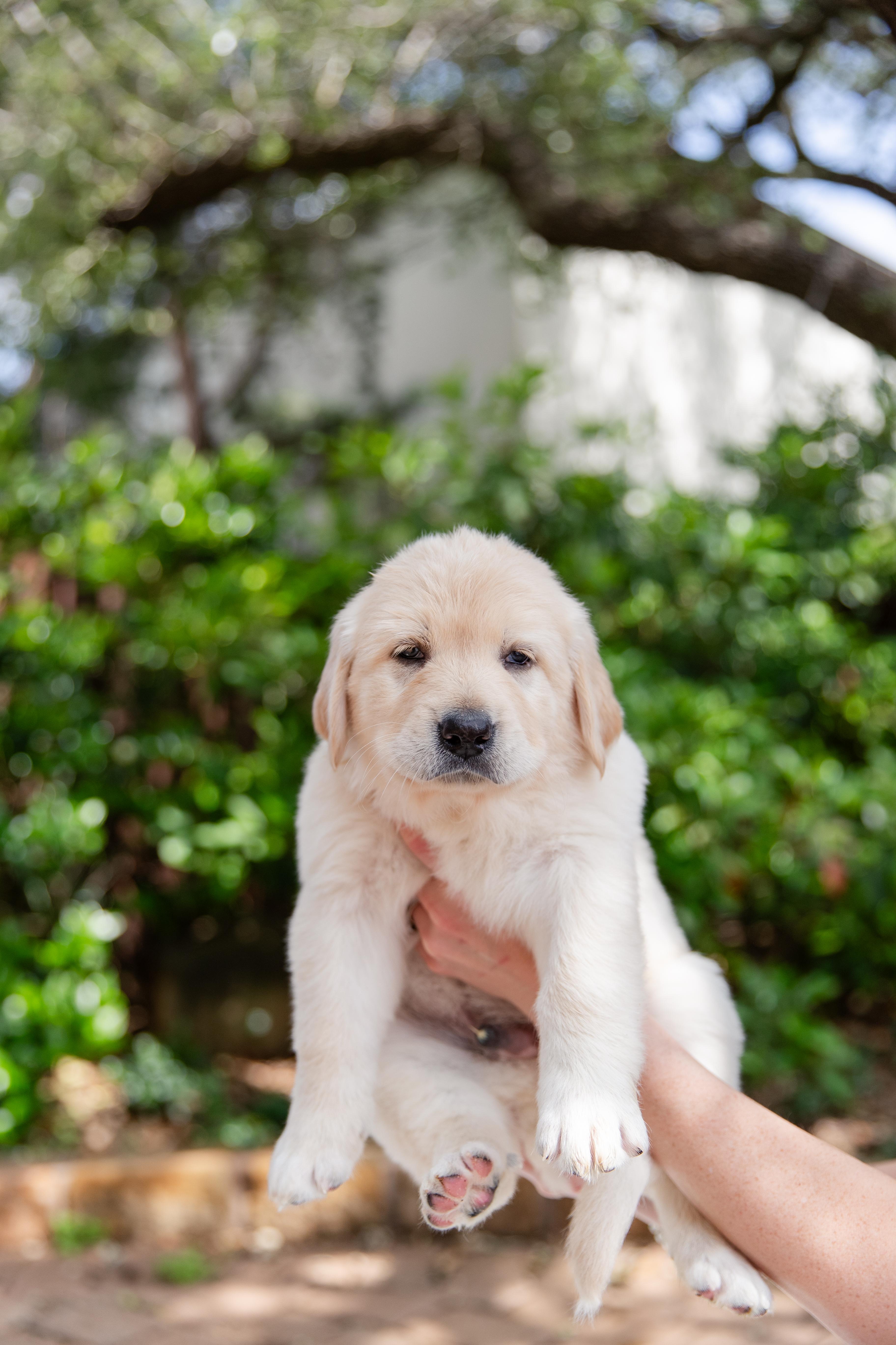 Garfield, an adopted mixed breed in Pflugerville, TX image 4/4