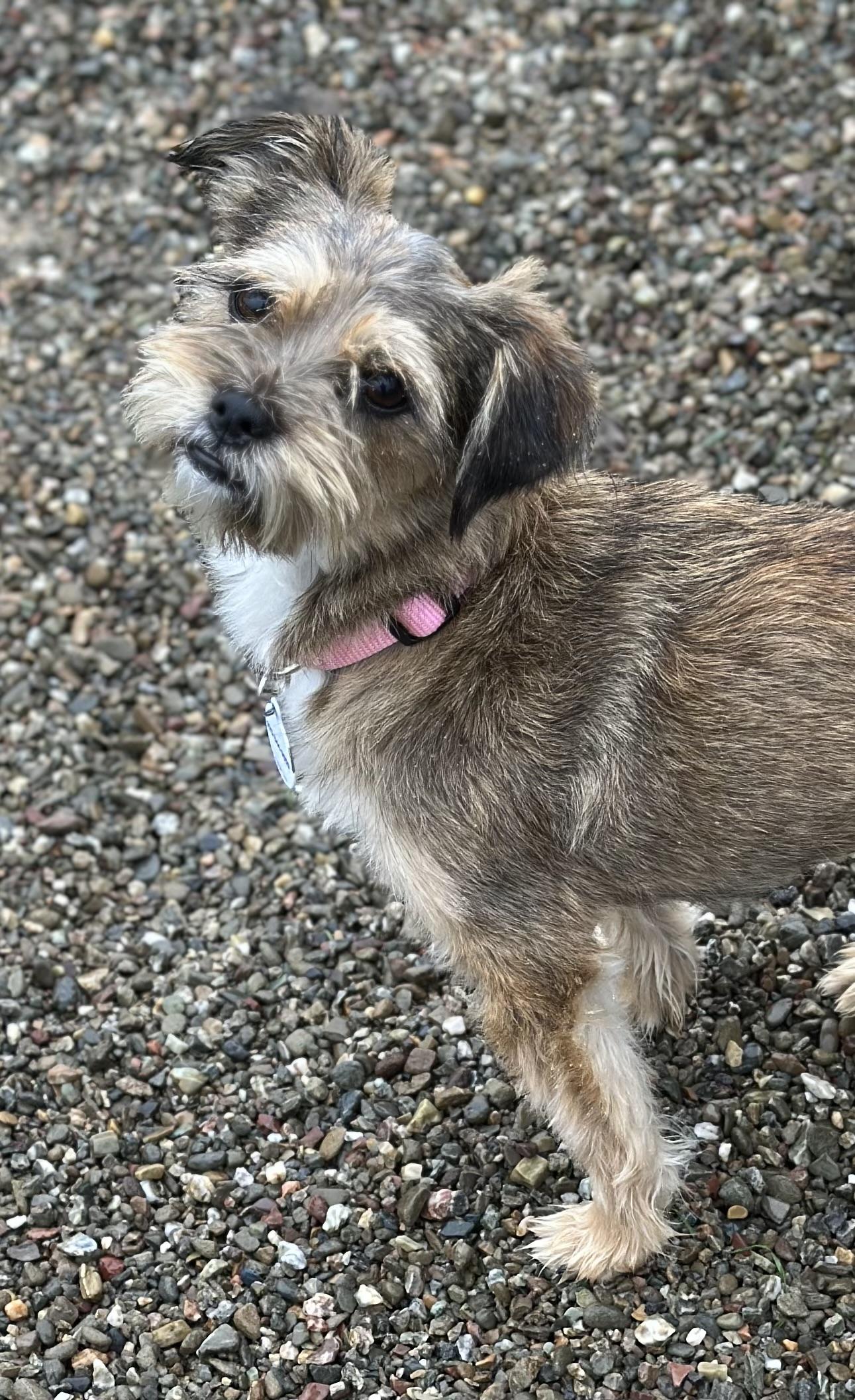 Enlarge Kelsey, a Adoptable mixed breed in Knightsen, CA image 2/5