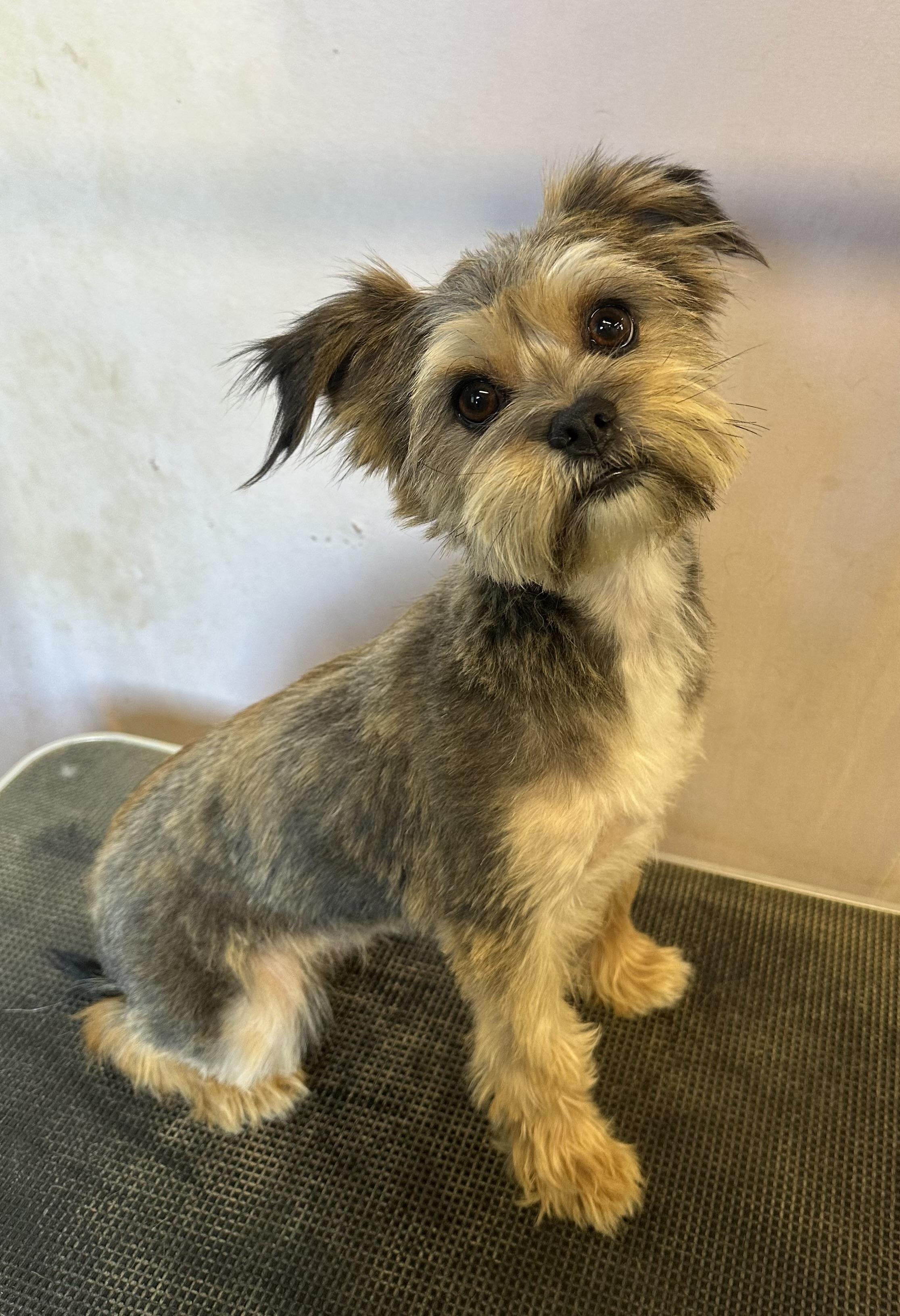 Kelsey, Adoptable, Young Female Terrier & Yorkshire Terrier.