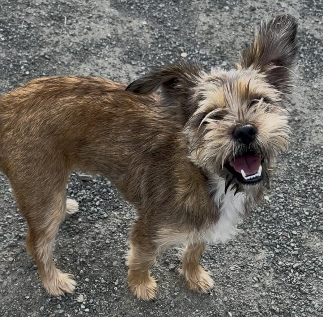 Enlarge Kelsey, a Adoptable mixed breed in Knightsen, CA image 4/5