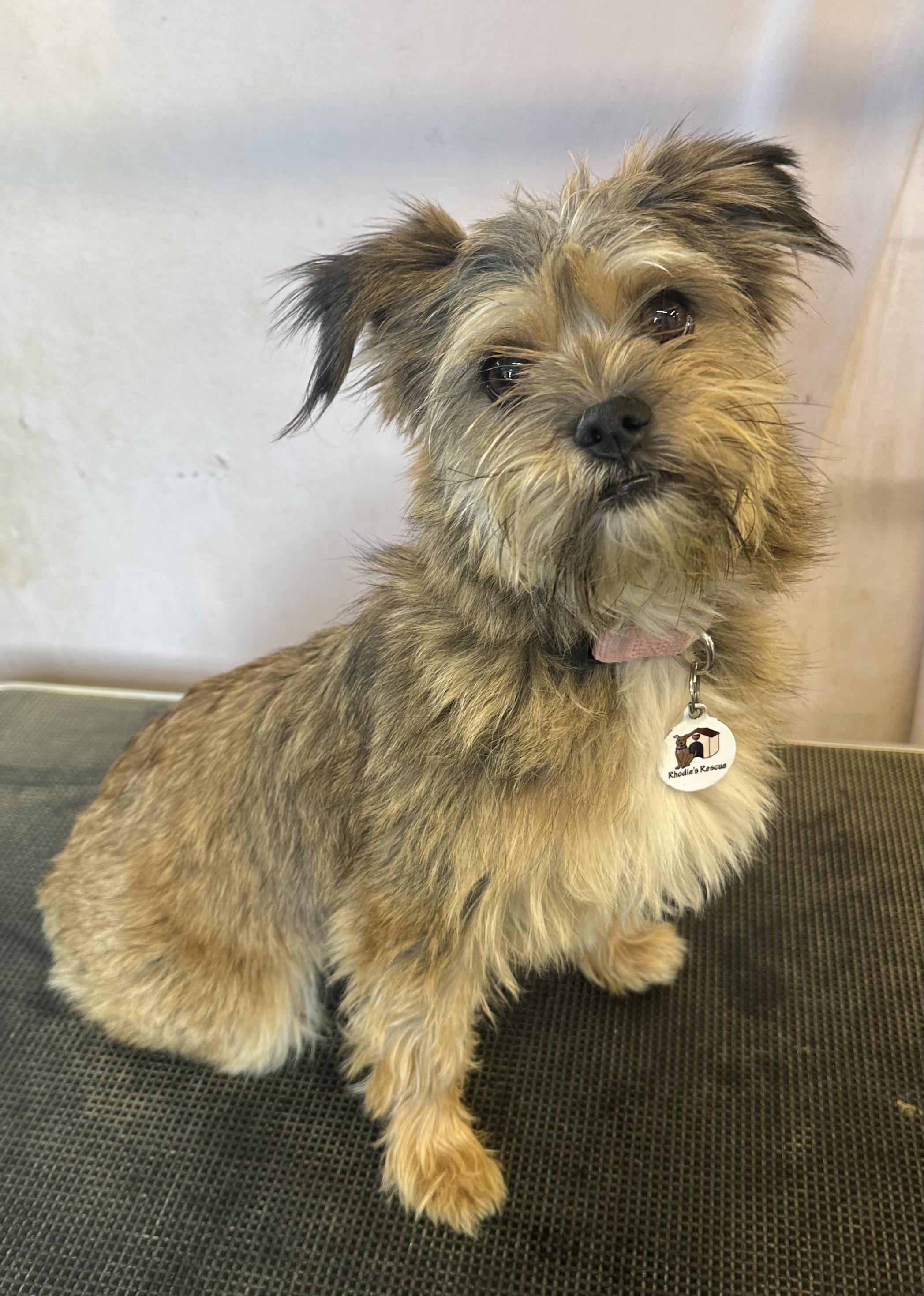 Kelsey, an adopted mixed breed in Knightsen, CA image 6/6