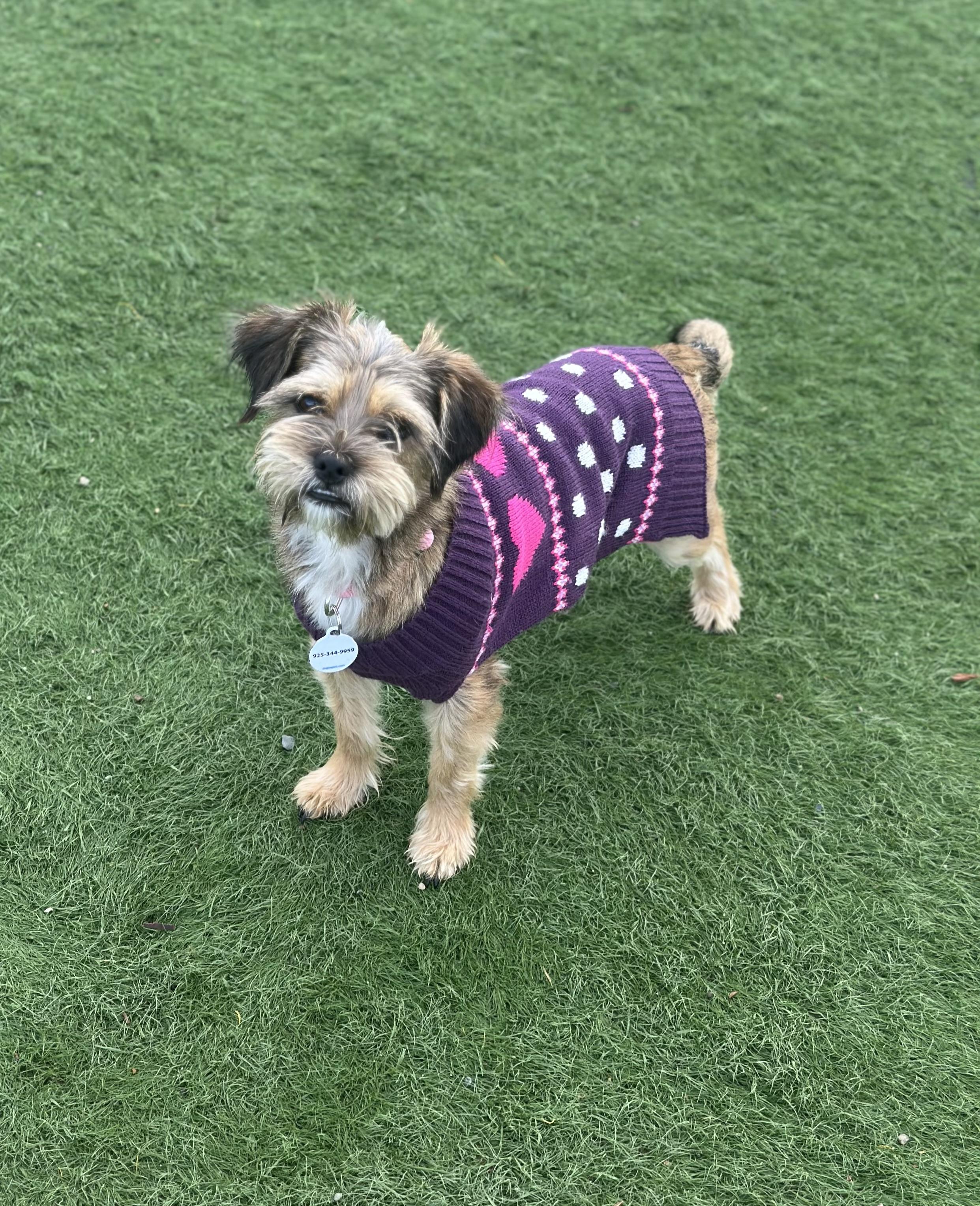 Enlarge Kelsey, a Adoptable mixed breed in Knightsen, CA image 5/5