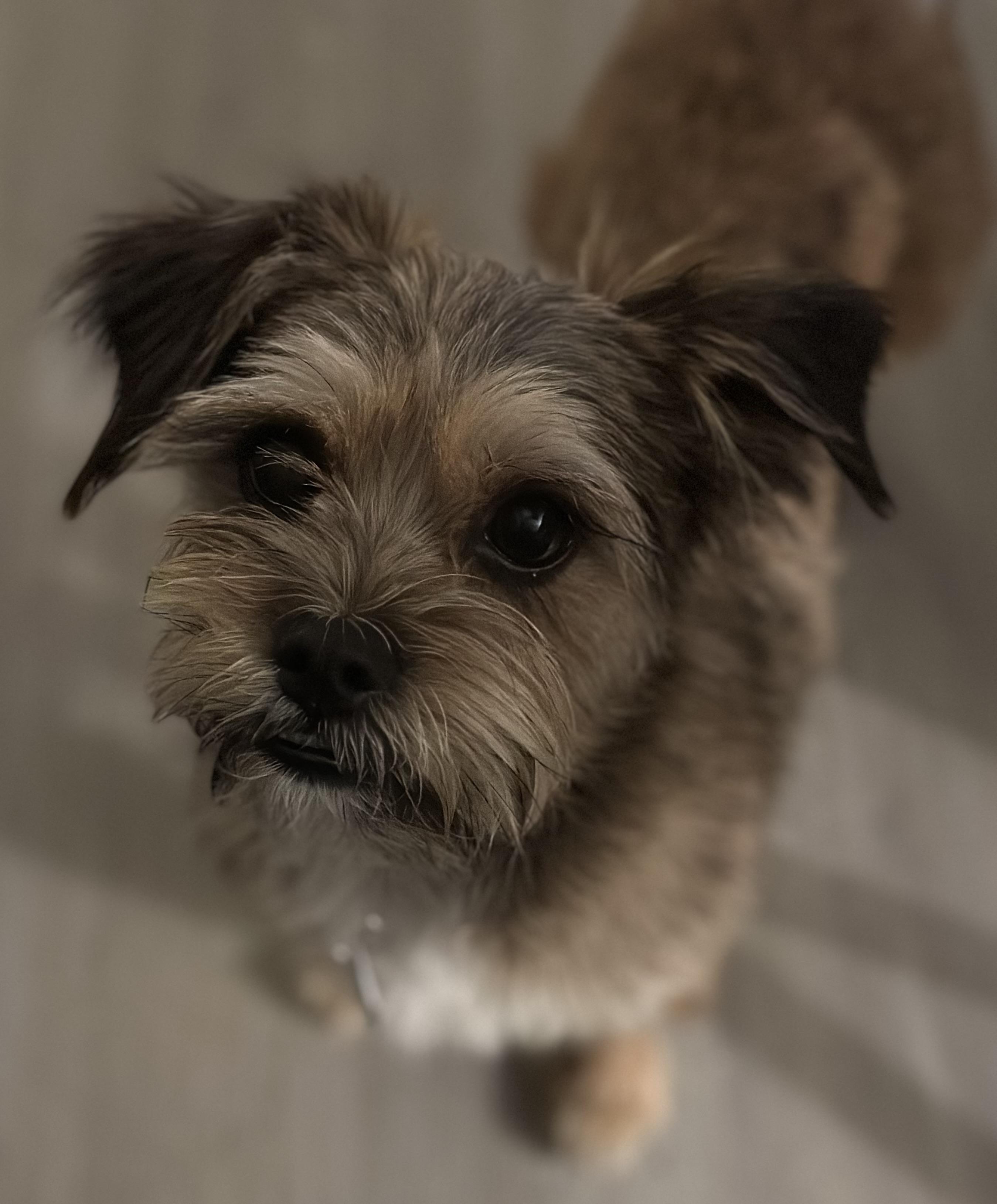 Kelsey, Adoptable, Puppy Female Terrier.