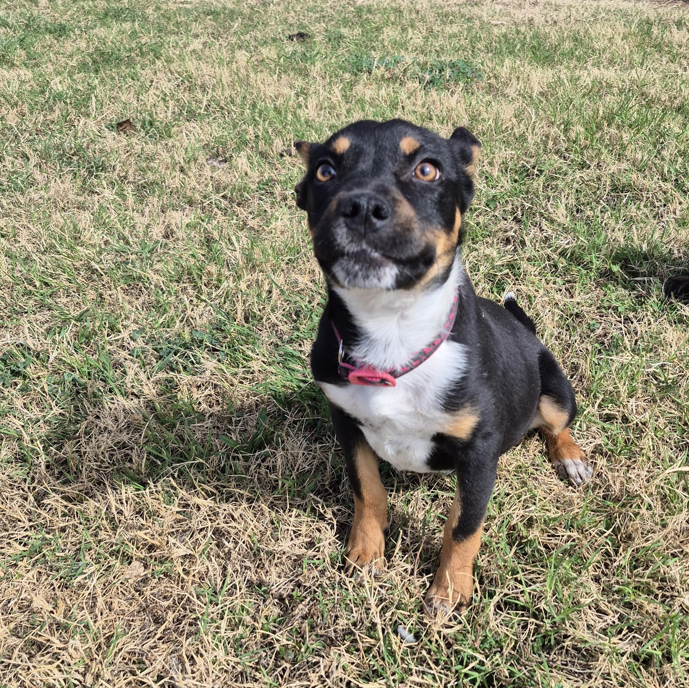 Enlarge Snoopy, a ADOPTABLE mixed breed in Schertz, TX image 2/3