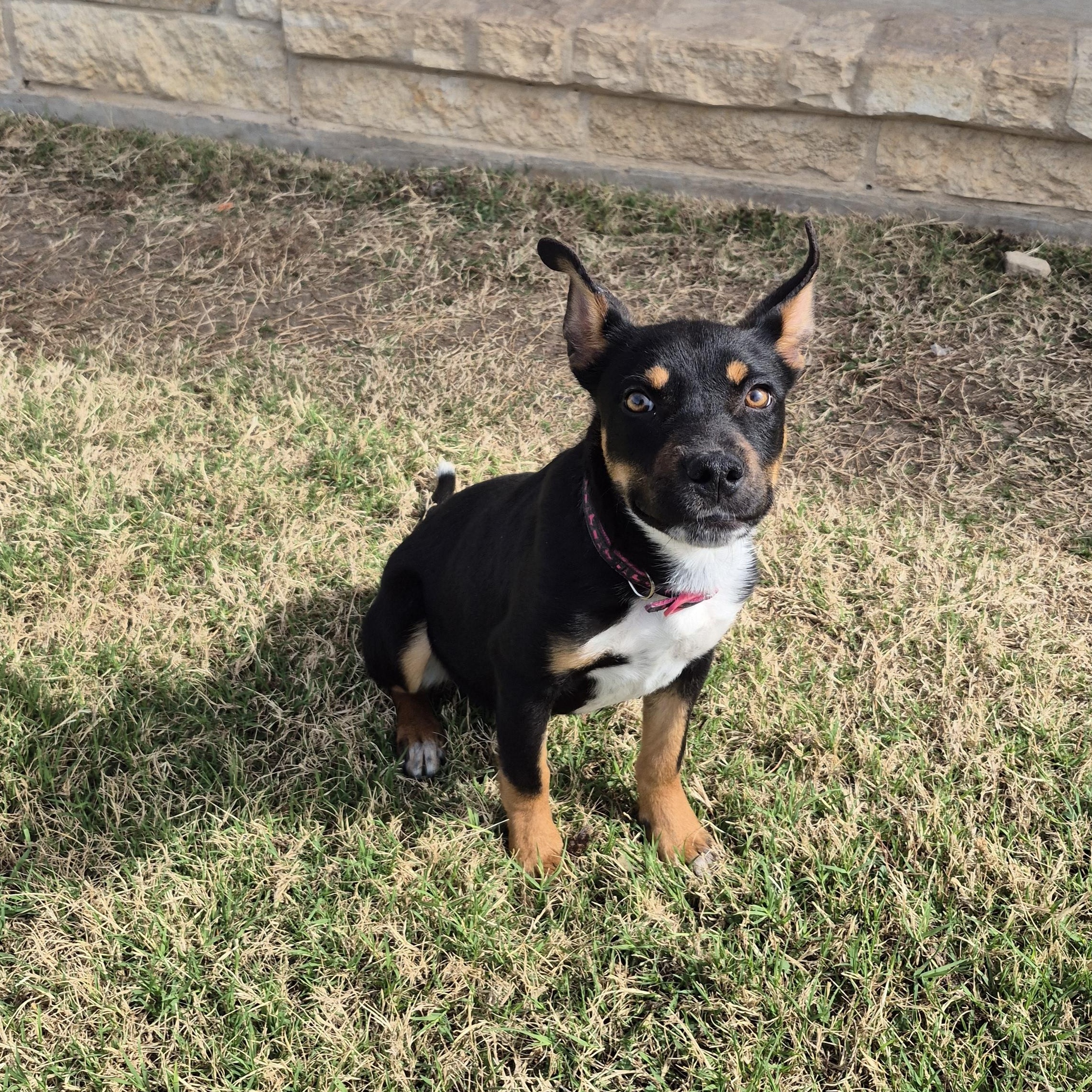 Enlarge Snoopy, a ADOPTABLE mixed breed in Schertz, TX image 3/3