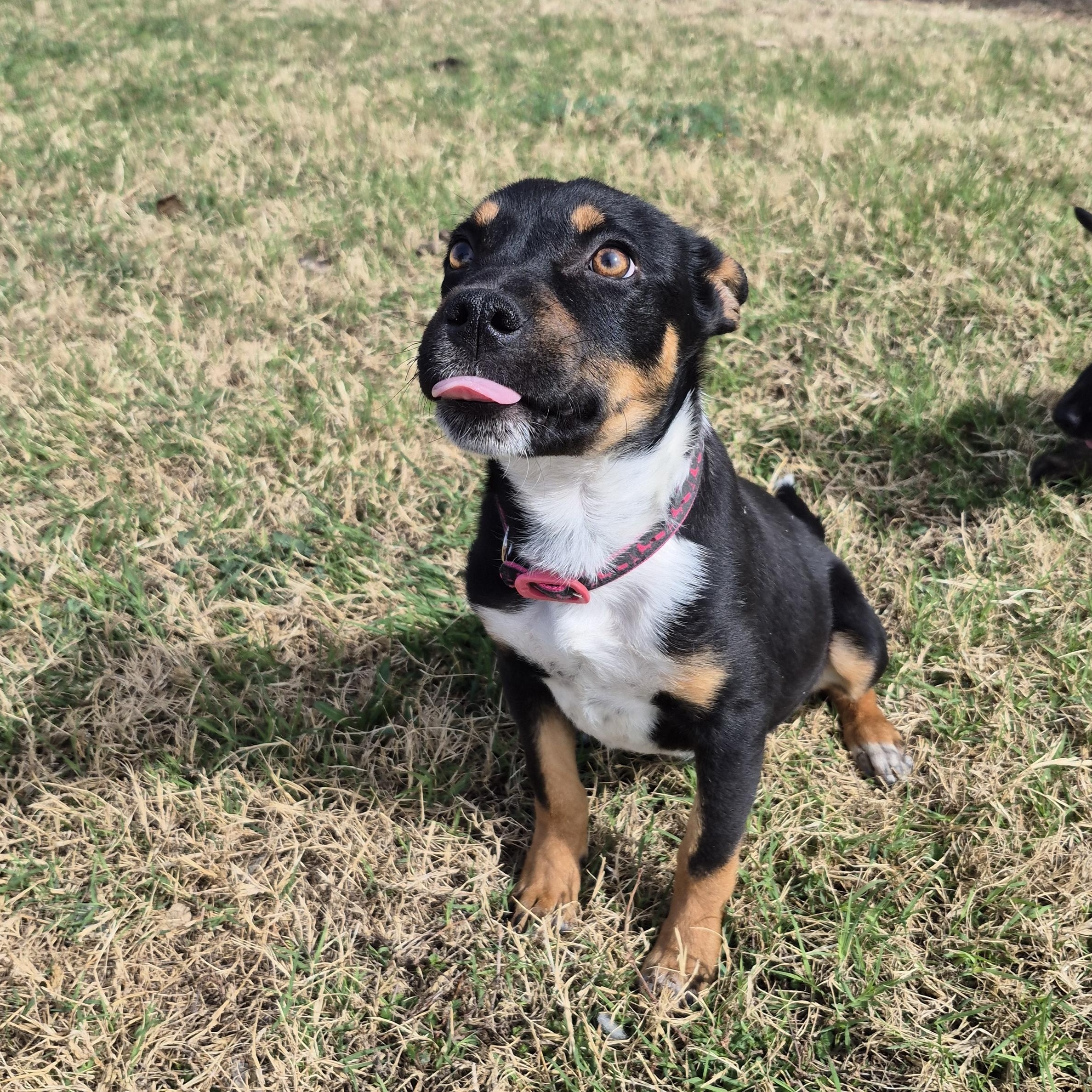 Snoopy, ADOPTABLE, Young Male Mixed Breed.
