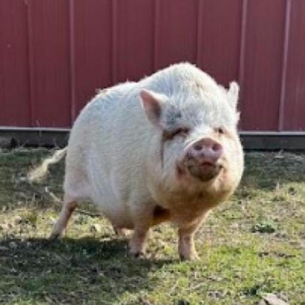 Gracie, Adoptable, Senior Female Vietnamese Pot Bellied.