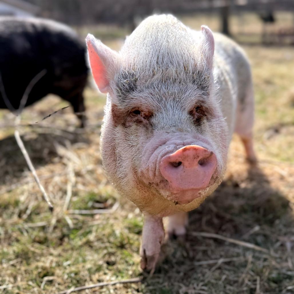Gracie, a Adoptable Vietnamese Pot Bellied in Fairport, NY image 2/3