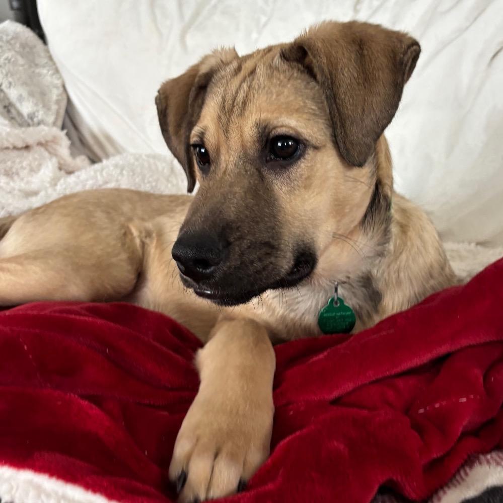 Enlarge Willy, a Adoptable Mixed Breed in Farmington, MN image 1/6